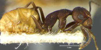 Media type: image; Entomology 21472   Aspect: habitus lateral view